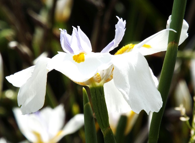 Fiori australiani 1